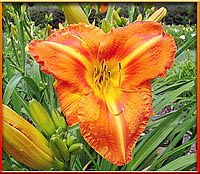 Exotic Daylilies